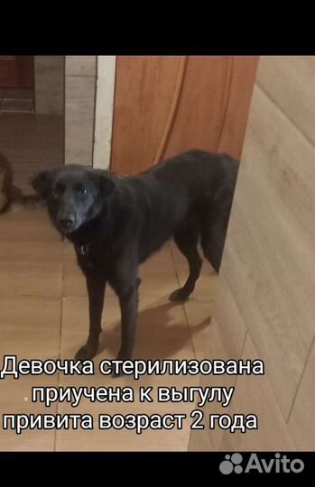 Щенки собачки привиты