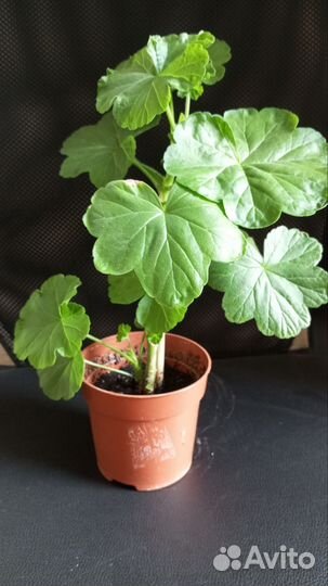 Герань пеларгония