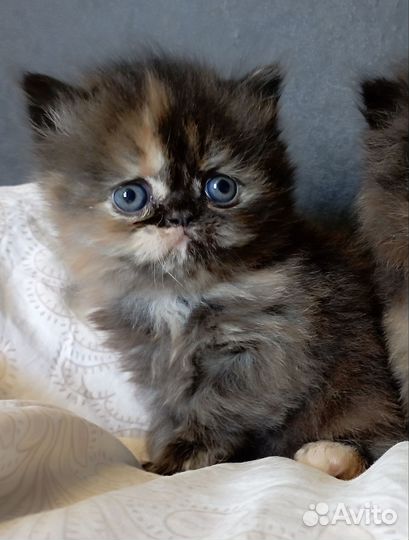 Персидские кошечки