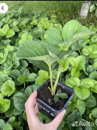 Клубника черный принц кимберли сибилла кабрилло