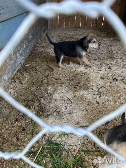 Щенки русской гончей