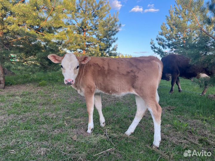 Телочка джерси