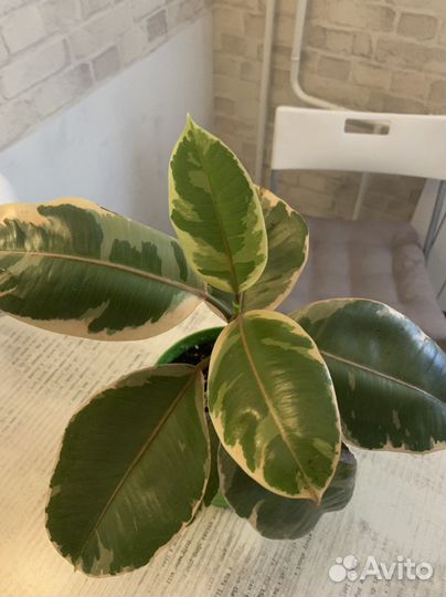 Фикус эластика белиз