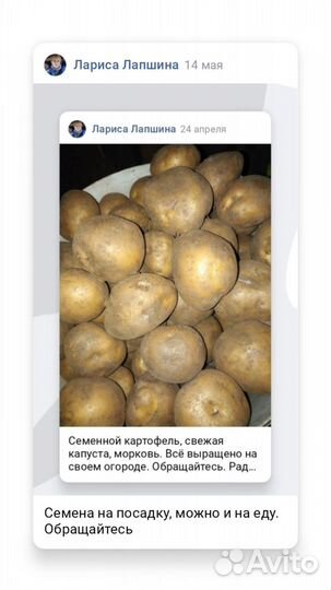 Семенной картофель (смешанные сорта)