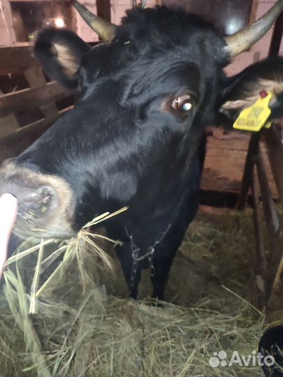 Нетель Джерси