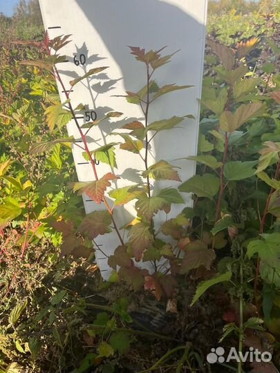 Саженцы. Пузыреплодник 