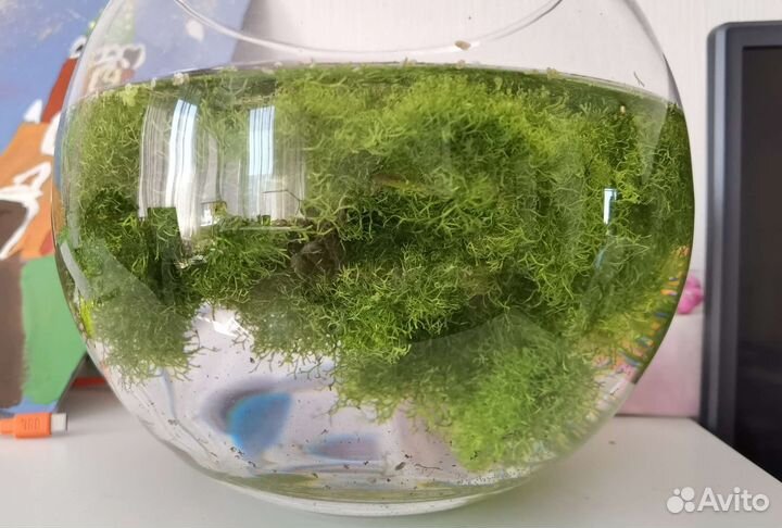 Аквариумное растение Риччия