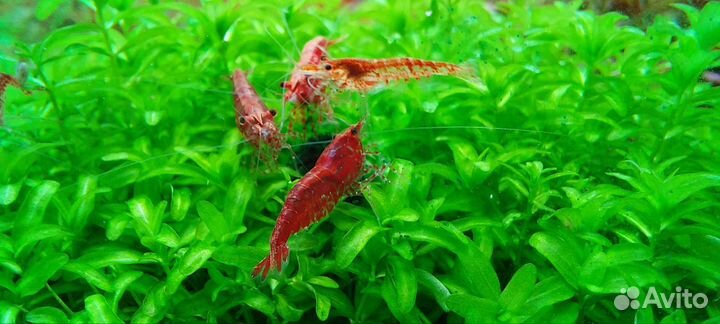Креветка вишня red cherry shrimp