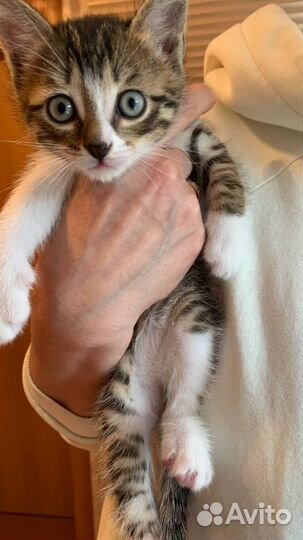 Котики 1,5 месяца