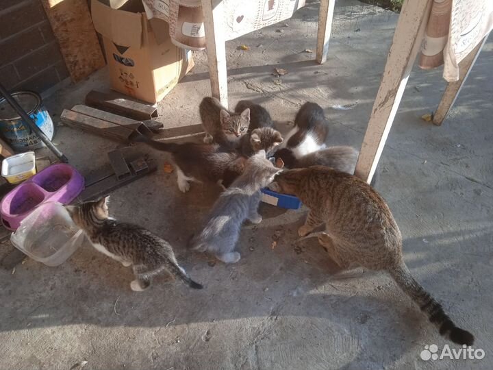 Котята крысоловы. девочки