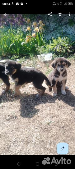 Собака в добрые руки отдам бесплатно