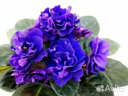 Фиалка с сине-фиолетовыми цветами стартер