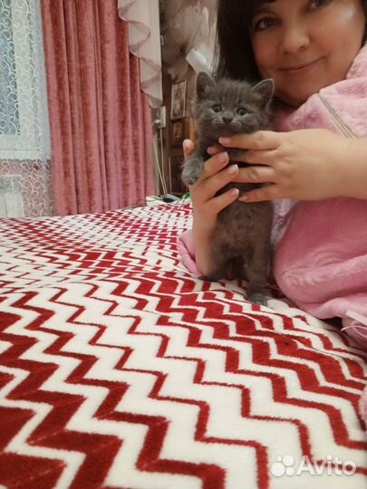 Котенок 1 месяц мальчик