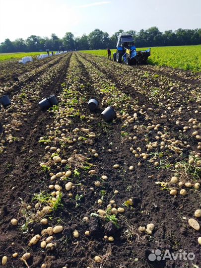 Продам картофель оптом
