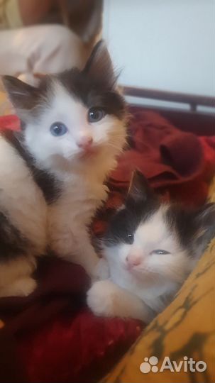 Необычные котята в добрые руки