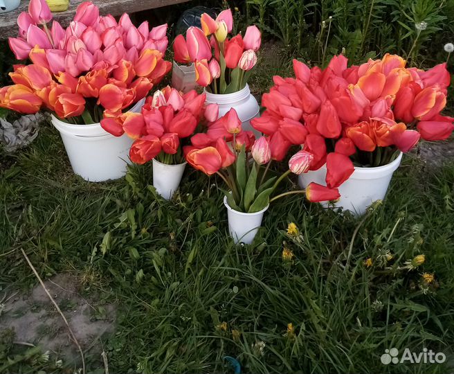 Луковицы тюльпанов