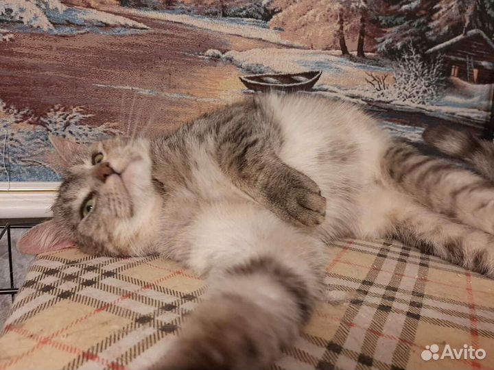 Шейла вас ждёт