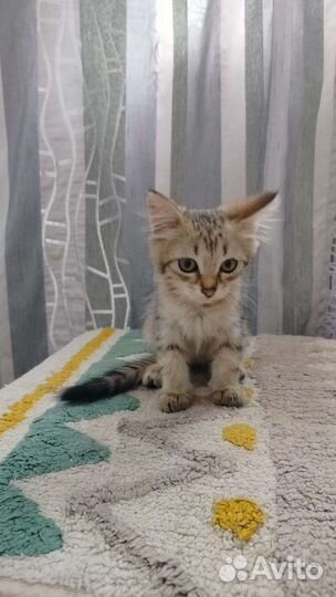 Котенок в добрые руки