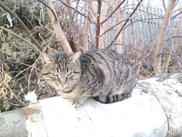 Ласковый котик в добрые руки