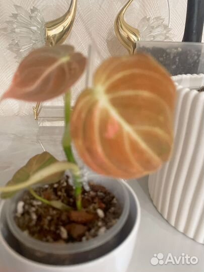 Филодендрон меланохризум вариегатный