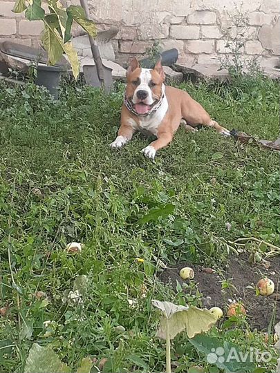 Стаффордширский терьер вязка