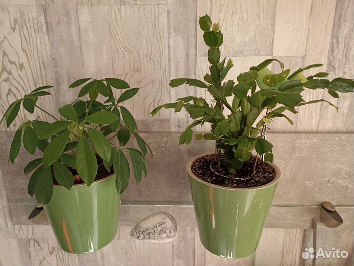 Комнатные цветы