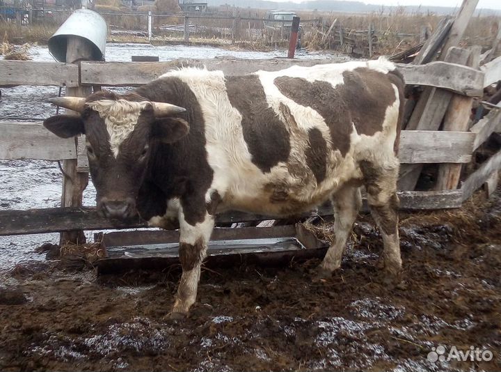 Быки на мясо