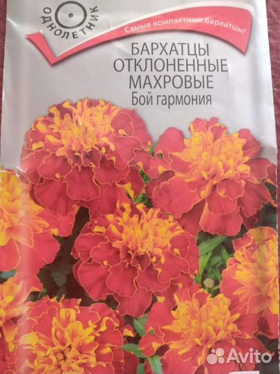 Бархатцы рассада