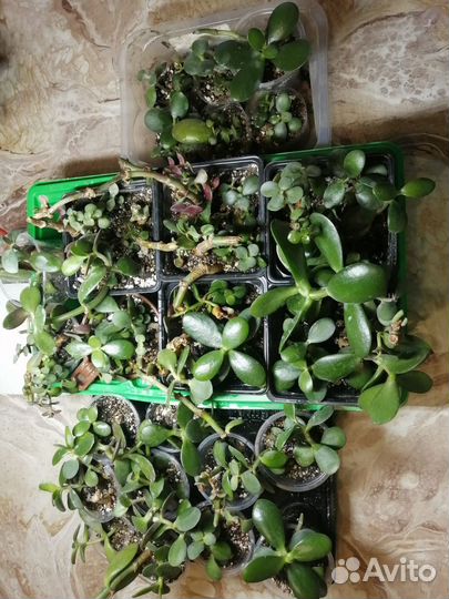 Толстянка (денежное дерево)