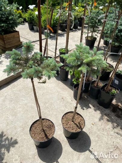 Хвойные растения Ель голубая Туя Смарагд и др