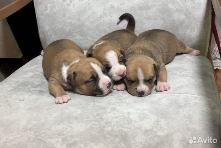 Бронирование крупных щенков амстаф терьера