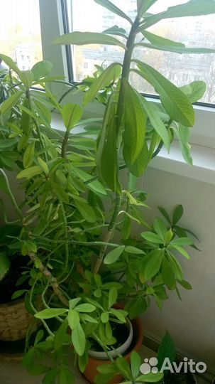 Молочай Синадениум Гранта (дерево любви)