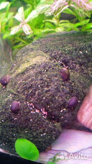 Аквариумное растение