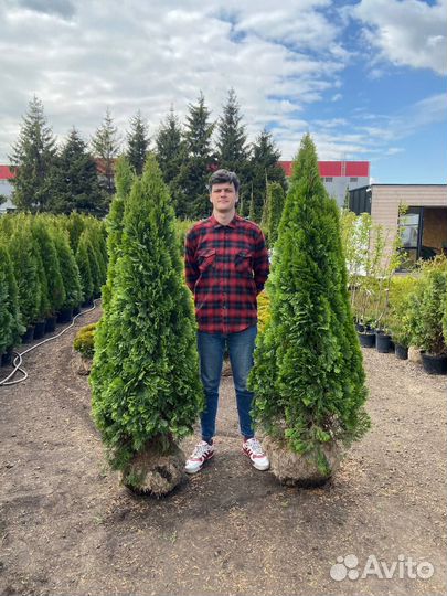 Туи, Туя Смарагд