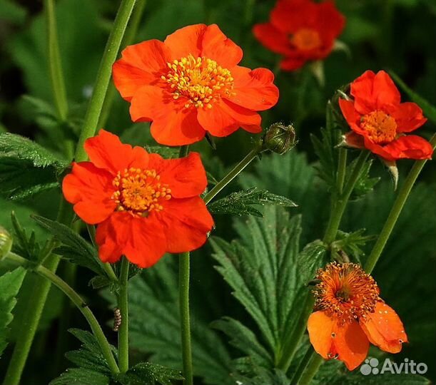 Бордюрные ирисы, гравилат, калужница