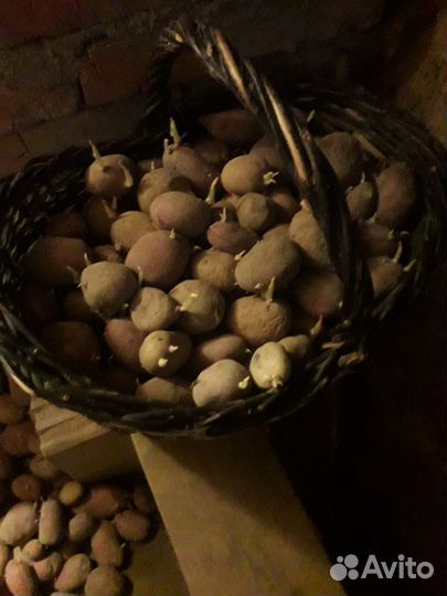 Картофель на посадку или на еду