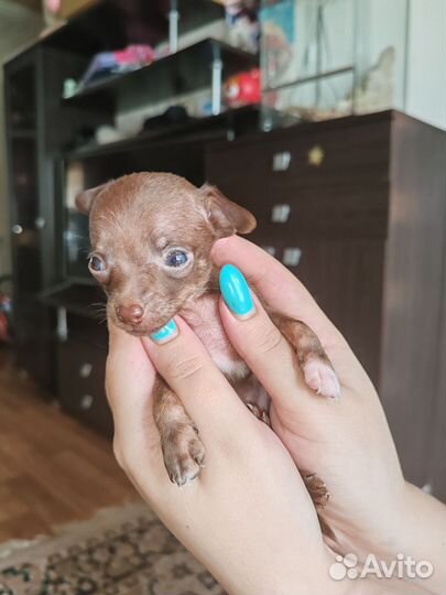 Щенки тойтерьера