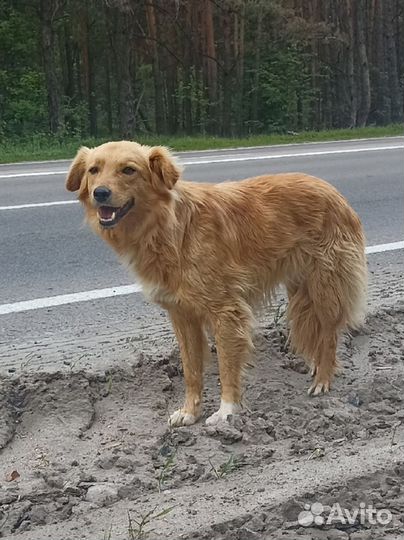 Красивая собака