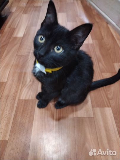 Отдам котика 5 мес