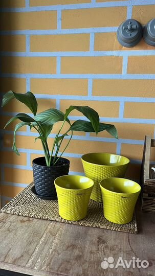 Цветок и горшки