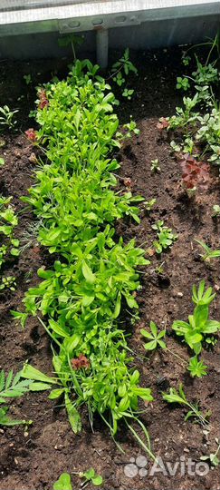 Турецкая гвоздика