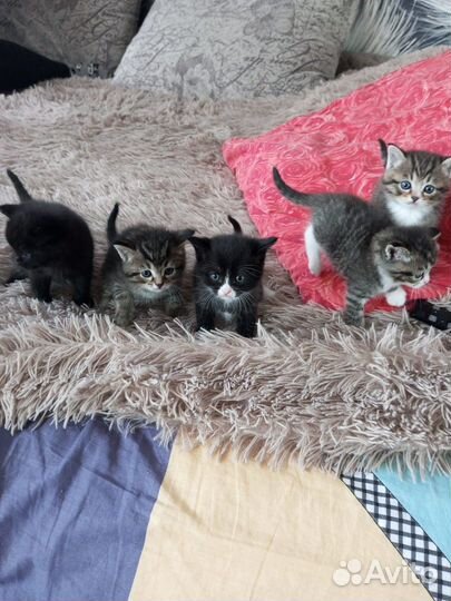 Котята в добрые руки