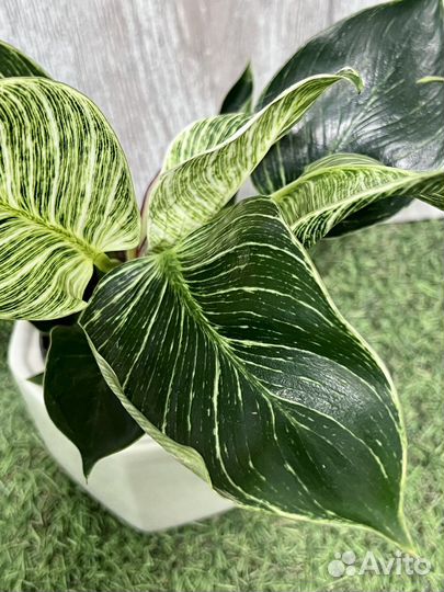 Филодендрон