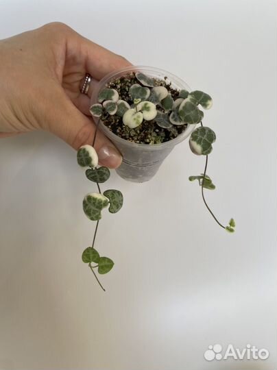 Церопегия Вуди вариегатная