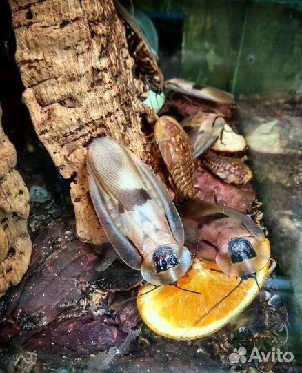 Гигантский таракан blaberus giganteus