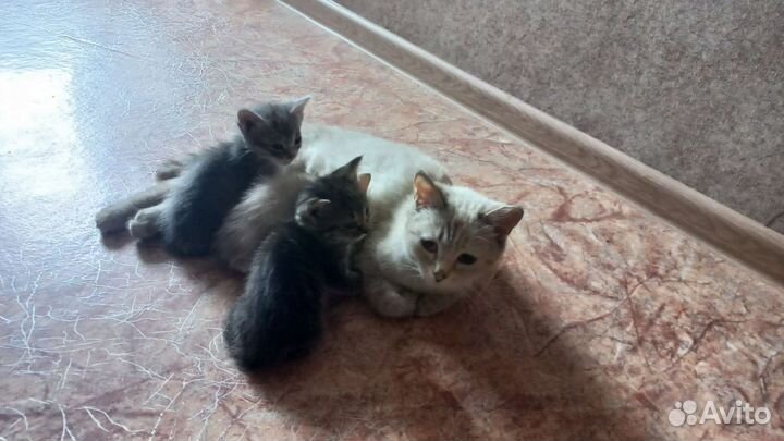 Котята в добрые руки бесплатно