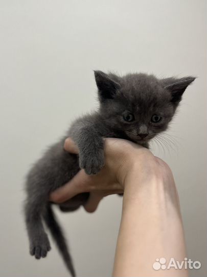 Котенок бесплатно