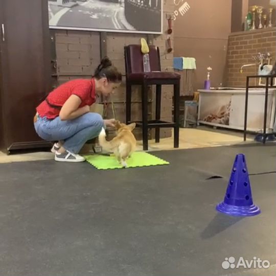 Дрессировка щенков - группа «Детский сад»