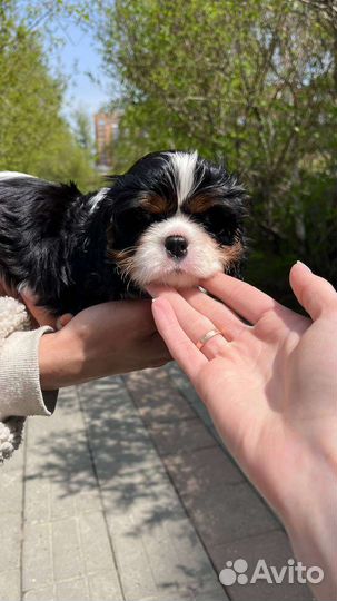 Кавалер кинг чарльз спаниель