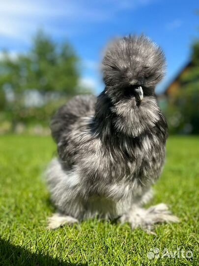 Петухи китайские шелковые